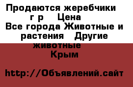 Продаются жеребчики 14,15 16 г.р  › Цена ­ 177 000 - Все города Животные и растения » Другие животные   . Крым